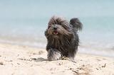 PETIT CHIEN LION 126